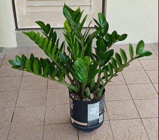 (Category: ) located in . Submitted by tg1026 (Listing ID 1415081822, Image 1). Description: .