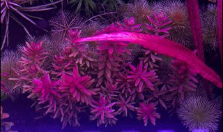 (Category: ) located in . Submitted by zenaquatics (Listing ID 1415043985, Image 1). Description: .