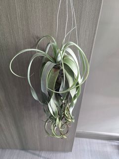 (Category: ) located in . Submitted by mplant (Listing ID 1415089832, Image 1). Description: .