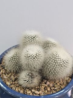 (Category: ) located in . Submitted by all4cactus (Listing ID 1415301823, Image 1). Description: .
