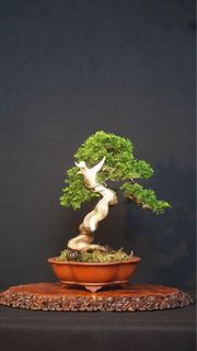 (Category: ) located in . Submitted by plants_plants (Listing ID 1415290494, Image 1). Description: .