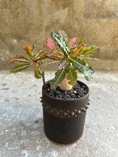 （分類：）位於 。 由 xxshek 提交（商品編號 1415485064，圖片 1）。簡介： 。