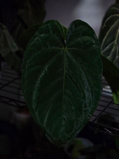 (Category: ) located in . Submitted by jungrow (Listing ID 1399572869, Image 1). Description: .