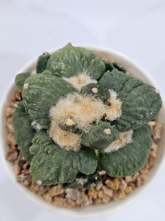 (Category: ) located in . Submitted by all4cactus (Listing ID 1415594872, Image 1). Description: .