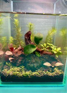 (Category: ) located in . Submitted by built_to_nature (Listing ID 1415471795, Image 1). Description: .