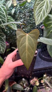 (Category: ) located in . Submitted by arfplants (Listing ID 1415559665, Image 1). Description: .