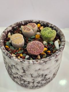 (Category: ) located in . Submitted by all4cactus (Listing ID 1415505022, Image 1). Description: .