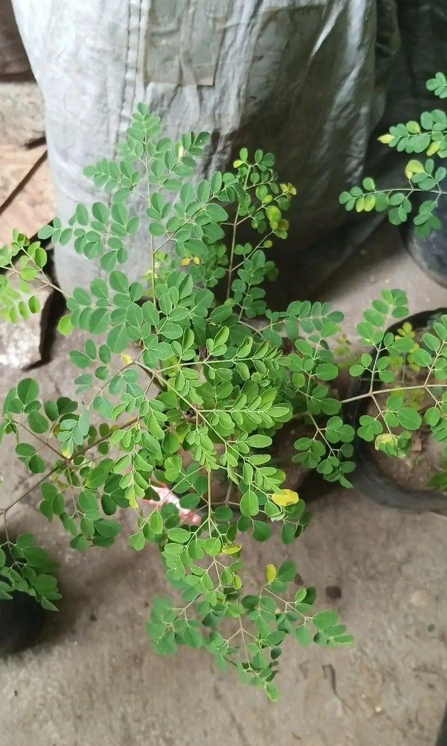 Bonsai malunggay 🪴 (Category: Plants & Seeds) located in Quezon City. Submitted by amazingmaria3680 (Listing ID 1415818250, Image 2). Description: .