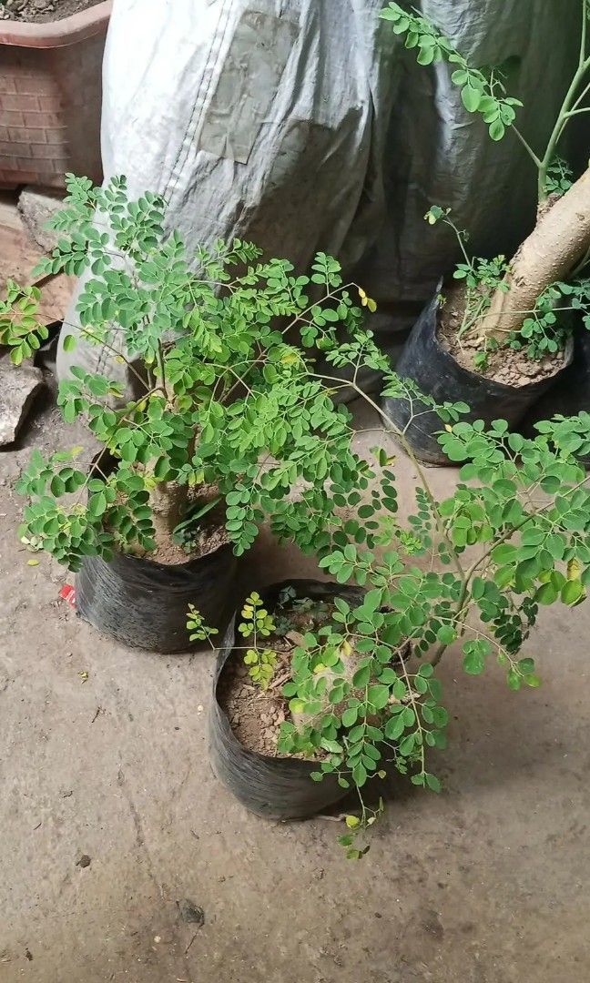 Bonsai malunggay 🪴 (Category: Plants & Seeds) located in Quezon City. Submitted by amazingmaria3680 (Listing ID 1415818250, Image 1). Description: .