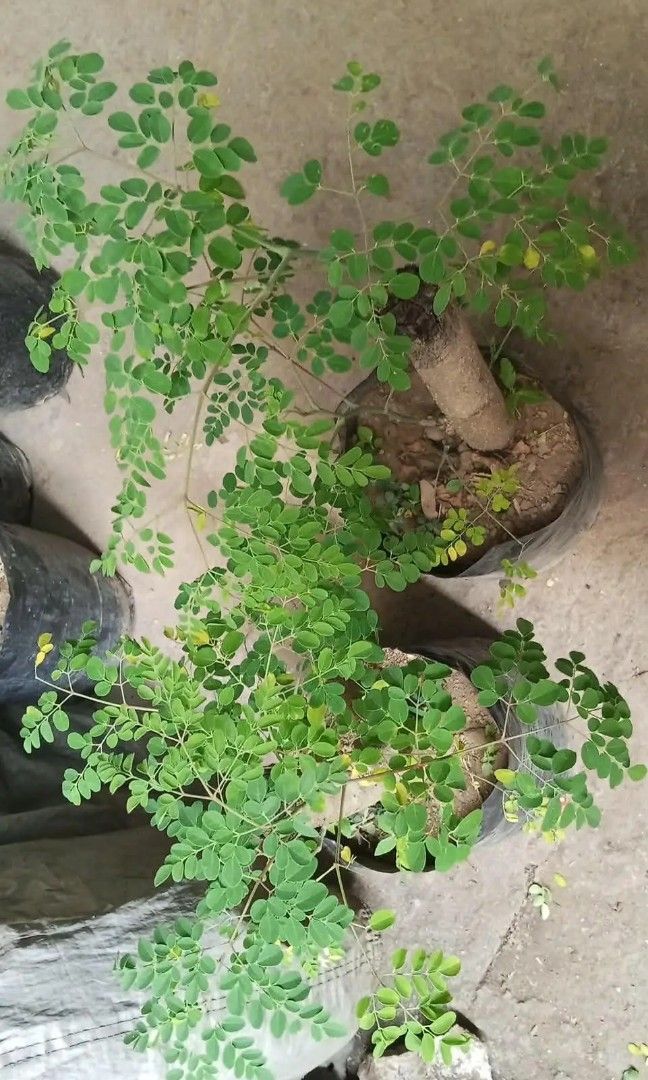 Bonsai malunggay 🪴 (Category: Plants & Seeds) located in Quezon City. Submitted by amazingmaria3680 (Listing ID 1415818250, Image 3). Description: .