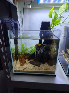 (Category: ) located in . Submitted by faizibrahim4 (Listing ID 1393579008, Image 1). Description: .