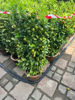 (Category: ) located in . Submitted by gardenfunfarm (Listing ID 1415808281, Image 1). Description: .