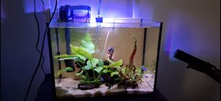 (Category: ) located in . Submitted by seriousam7 (Listing ID 1415757671, Image 1). Description: .