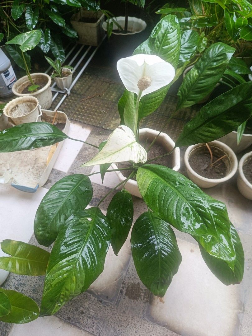 Peace lily big in a white big pot (Category: Plants & Seeds) located in Antipolo. Submitted by ynut143 (Listing ID 1415699365, Image 3). Description: stable and lush.
