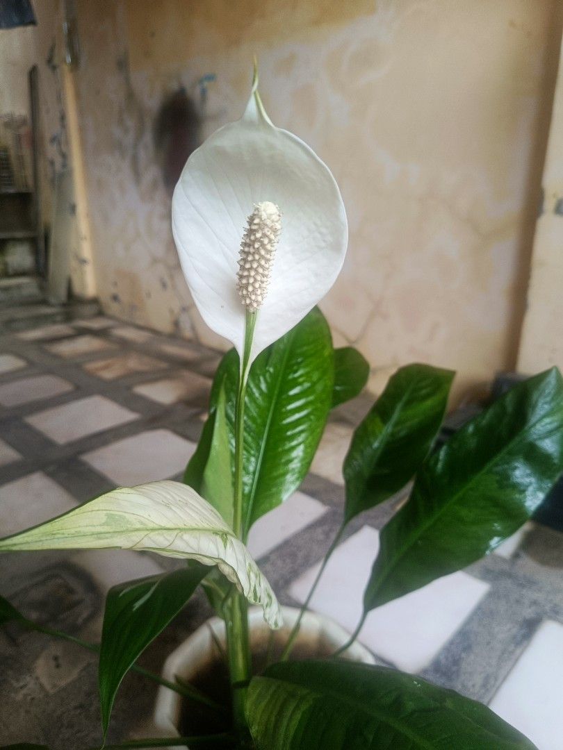 Peace lily big in a white big pot (Category: Plants & Seeds) located in Antipolo. Submitted by ynut143 (Listing ID 1415699365, Image 2). Description: stable and lush.