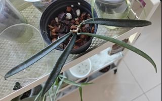 (Category: ) located in . Submitted by plantletsg (Listing ID 1415829713, Image 1). Description: .