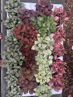 (Category: ) located in . Submitted by growurban.sg (Listing ID 1415914387, Image 1). Description: .
