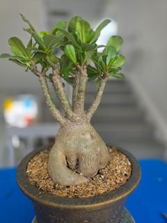 (Category: ) located in . Submitted by florinique.plant (Listing ID 1416193514, Image 1). Description: .