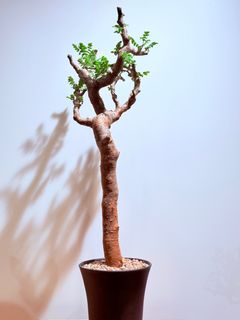 (Category: ) located in . Submitted by cuteplantsworld (Listing ID 1416133897, Image 1). Description: .