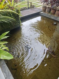 (Category: ) located in . Submitted by aquaticsolutions (Listing ID 1333932956, Image 1). Description: .