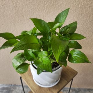 (Category: ) located in . Submitted by ecodealsmy (Listing ID 1416114658, Image 1). Description: .