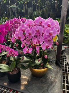(Category: ) located in . Submitted by florella (Listing ID 1416212357, Image 1). Description: .