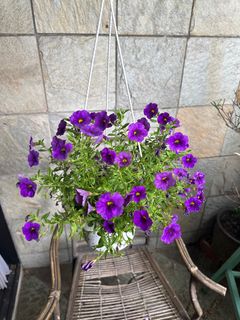 (Category: ) located in . Submitted by stallion (Listing ID 1416071673, Image 1). Description: .