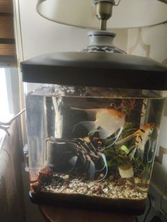 (Category: ) located in . Submitted by mohairsam (Listing ID 1416011985, Image 1). Description: .