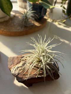 （分類：）位於 。 由 miss_bbccdd 提交（商品編號 1416374924，圖片 1）。簡介： 。