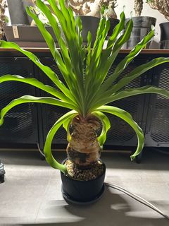 （分類：）位於 。 由 hin__c 提交（商品編號 1360662632，圖片 1）。簡介： 。