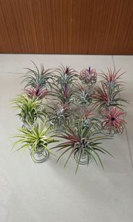 (Category: ) located in . Submitted by sghappyplant (Listing ID 1416275762, Image 1). Description: .