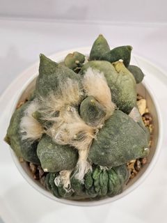 (Category: ) located in . Submitted by all4cactus (Listing ID 1416273587, Image 1). Description: .