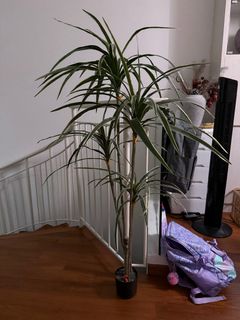 (Category: ) located in . Submitted by szesian (Listing ID 1416229694, Image 1). Description: .
