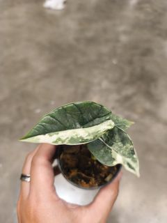 (Category: ) located in . Submitted by plantdad3 (Listing ID 1416592405, Image 1). Description: .