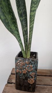 (Category: ) located in . Submitted by gardenz (Listing ID 1416549980, Image 1). Description: .