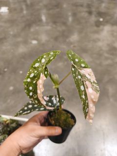 (Category: ) located in . Submitted by plantdad3 (Listing ID 1416591525, Image 1). Description: .