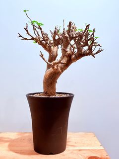 (Category: ) located in . Submitted by cuteplantsworld (Listing ID 1416585042, Image 1). Description: .