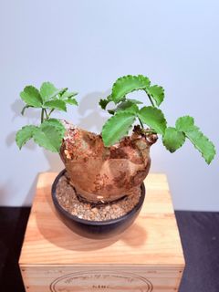 (Category: ) located in . Submitted by cuteplantsworld (Listing ID 1416582994, Image 1). Description: .