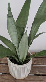 (Category: ) located in . Submitted by gardenz (Listing ID 1416552163, Image 1). Description: .
