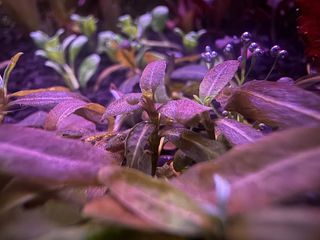 (Category: ) located in . Submitted by zenaquatics (Listing ID 1416608375, Image 1). Description: .
