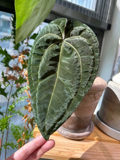 （分類：）位於 。 由 nairem_plants 提交（商品編號 1413082845，圖片 1）。簡介： 。