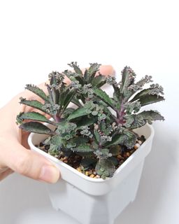 (Category: ) located in . Submitted by small_lil_plant (Listing ID 1409393434, Image 1). Description: .