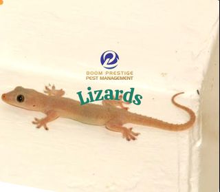 (Category: ) located in . Submitted by boomthepestmanagement (Listing ID 1358206736, Image 1). Description: .