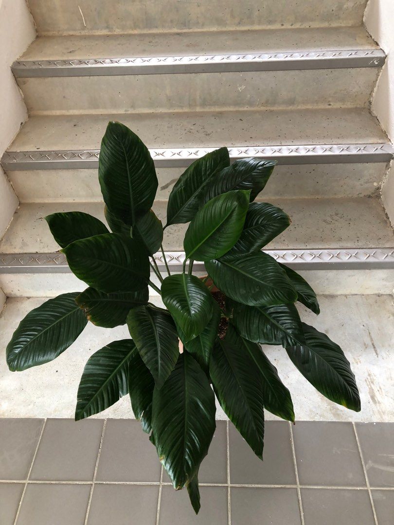 Peace Lily - air purifying plant - big pot, Furniture & Home Living ...