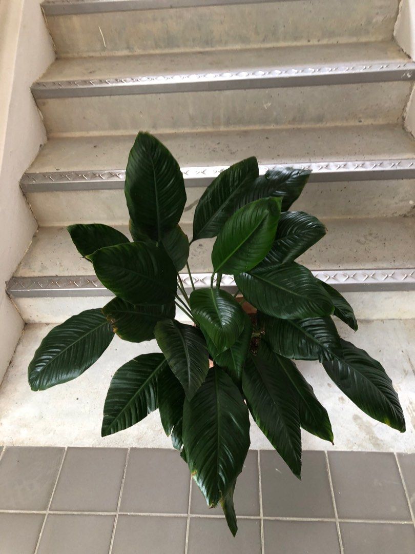 Peace Lily - air purifying plant - big pot, Furniture & Home Living ...