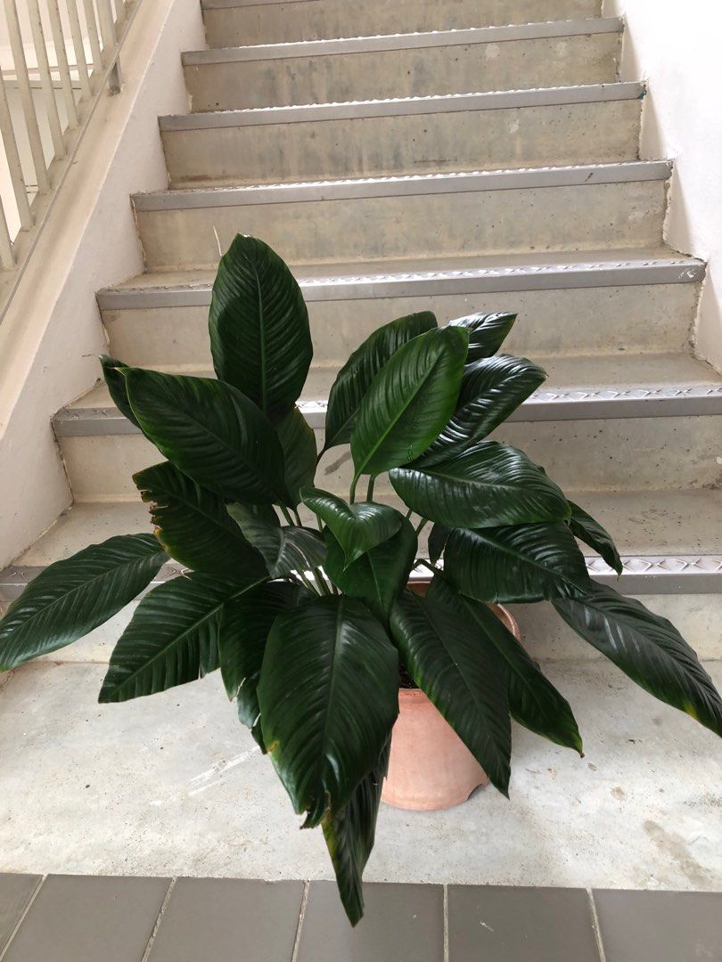 Peace Lily - air purifying plant - big pot, Furniture & Home Living ...