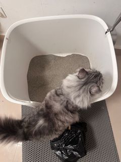 （分類：）位於 。 由 pet_helper 提交（商品編號 1413098742，圖片 1）。簡介： 。