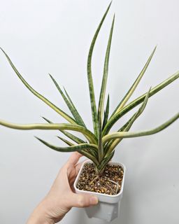 (Category: ) located in . Submitted by small_lil_plant (Listing ID 1413172372, Image 1). Description: .