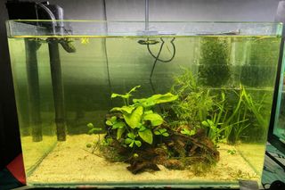 (Category: ) located in . Submitted by syafizen (Listing ID 1413049769, Image 1). Description: .