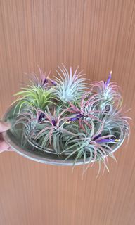 (Category: ) located in . Submitted by sghappyplant (Listing ID 1416652956, Image 1). Description: .